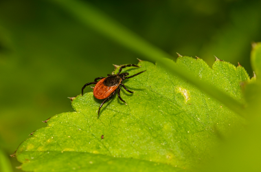Tick Prevention and Removal